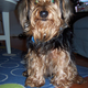 Image for article titled Which Mutt Deserves The Makeover?